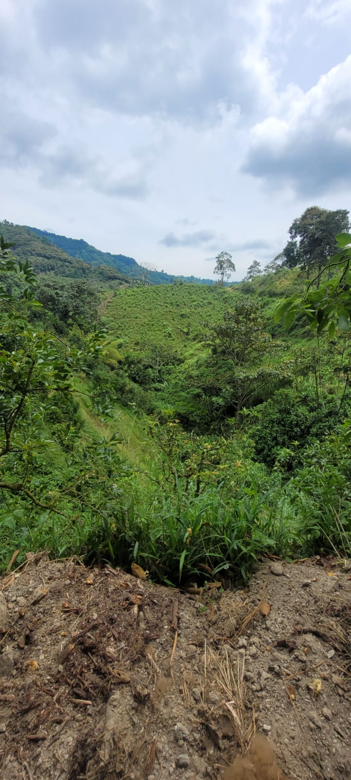 Finca Santa Cecilia Vereda La Mina sector Café Concorde Pijao Quindío